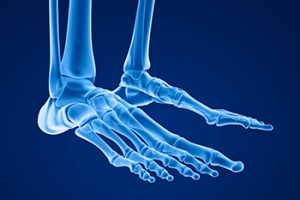 What Are the Cuneiform Bones?